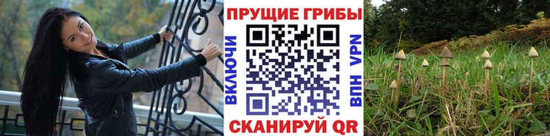 цена наркотик  Заводоуковск  Псилоцибиновые грибы Psilocybe 